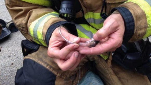 小さな体に小さな酸素マスクをつけて。消防士、ハムスター親子の命を救う(米ワシントン州）