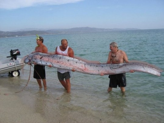 The-Longest-Fish-In-The-World-2-570x427