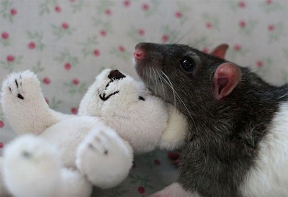 rats-with-teddy-bears-2_e