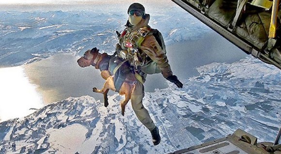 様々な軍務を担う優秀な犬たち。戦争時における犬の10の役割