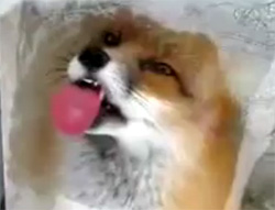 舐めキツネ現る！