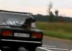 トランクを犬専用に改造した車に遭遇した！