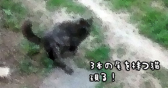 これが猫又なのか？3本の尻尾を持つ猫がロシアで激写される