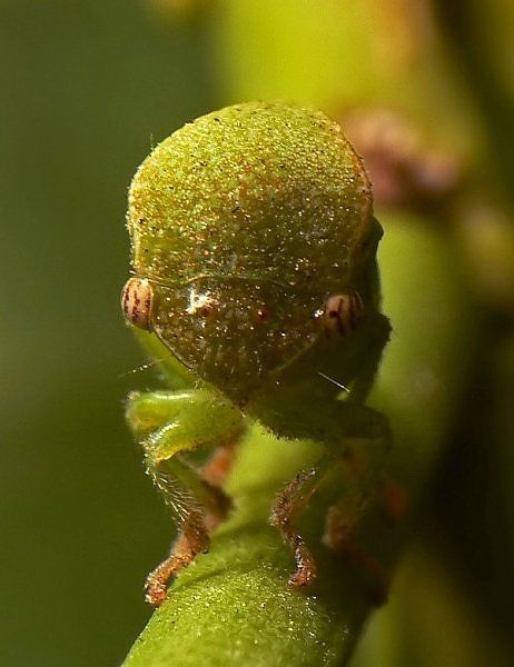 alien_insects_06