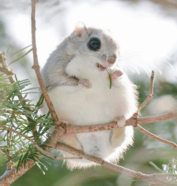 やっぱブラキストン線超えると違うわー。北海道に生息する7つのかわいい動物たち