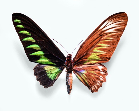 雌雄モザイクの蝶、その他生命の進化の神秘を捉えた写真