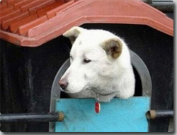 犬小屋