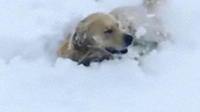 ゴールデン・レトリバーのマックス、全身で雪遊びを楽しむ