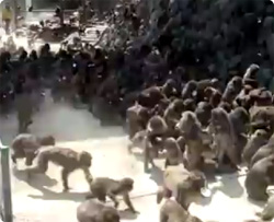 サルにエサをやるという簡単なお仕事です・・・