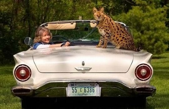 most_unusual_pets_07