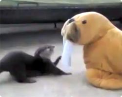 対決！カワウソの子ども　vs　セイウチのぬいぐるみ