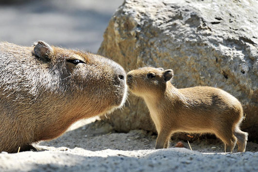 capybara2