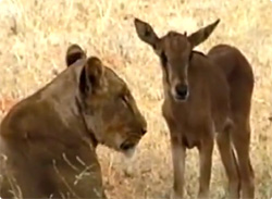 【動画】エサであるはずの草食動物の子どもを必死に育てようとするライオンの母親