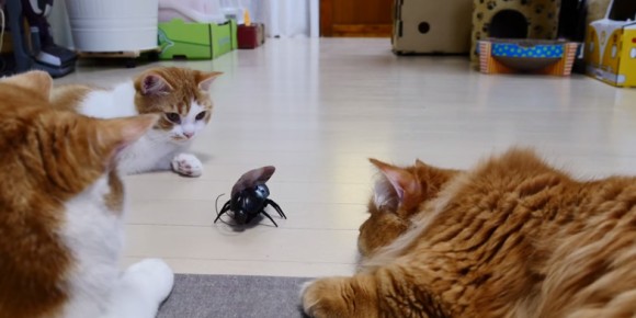 ゴキブリ（おもちゃ）を巡っての闘争がいつのまにやら同族争いに。マンチカン猫ファミリーの泥仕合