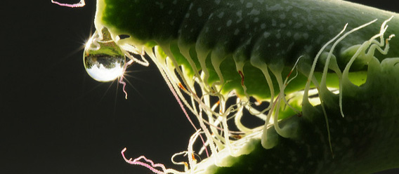 植物界のエイリアン？エイリアンヘッドの多肉植物「フォーカリア」