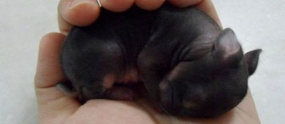 ウサギの成長記録、生後10日目でこんなにウサらしく！