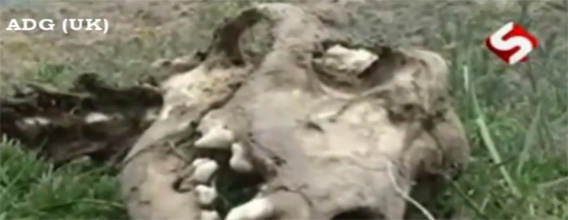 チュパカブラ？それとも・・・アゼルバイジャンで今月発見された謎のクリーチャーの骨