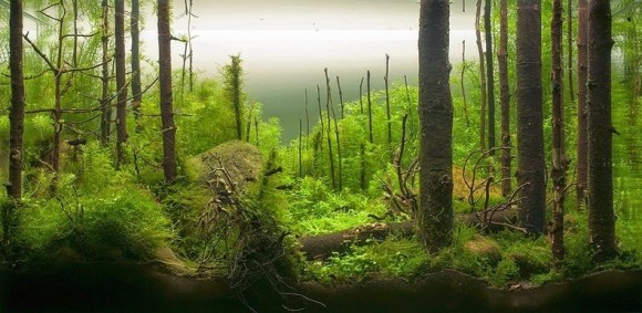 「これが水中世界なのか？水槽の中で再現されたファンタジーな森の世界。「ネイチャーアクアリウム」