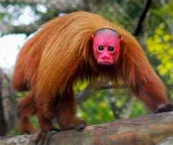 ジャングルに住む赤鬼、真っ赤な顔とハゲた頭が特徴の絶滅危惧種猿「ウアカリ」