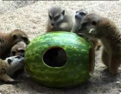 スイカは最強の盾？スイカに篭城する赤ちゃんと動物、そしてついにスイカマン現る