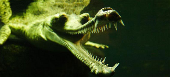 独特の細長い口とキノコのような鼻をもつ絶滅危惧種のワニ「インドガビアル」
