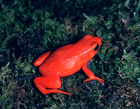 a96745_roja