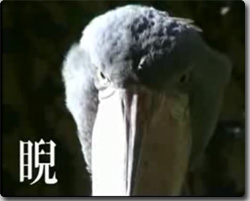はしびろく