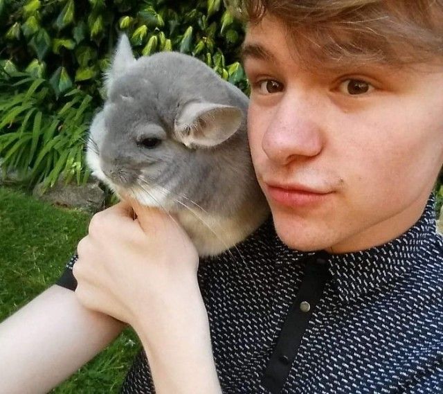 chinchilla3