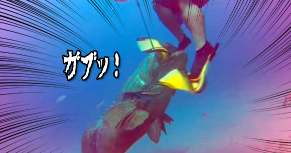 巨大魚、デカッ！怖っ！！ゴライアスグルーパーはダイバーの大切なものを奪っていきました。