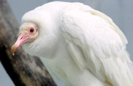 albino-35