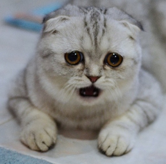 悲しそうな表情をさせたら世界一。絶望オーラをまとった猫、リトルPさん。
