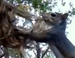 【動画】巣作りにちょうどよくね？女性の髪を執拗に狙い持ち帰ろうとするリスのいる光景