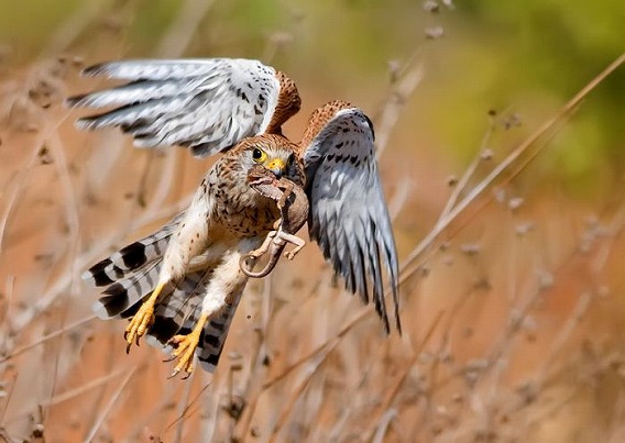 birds_41