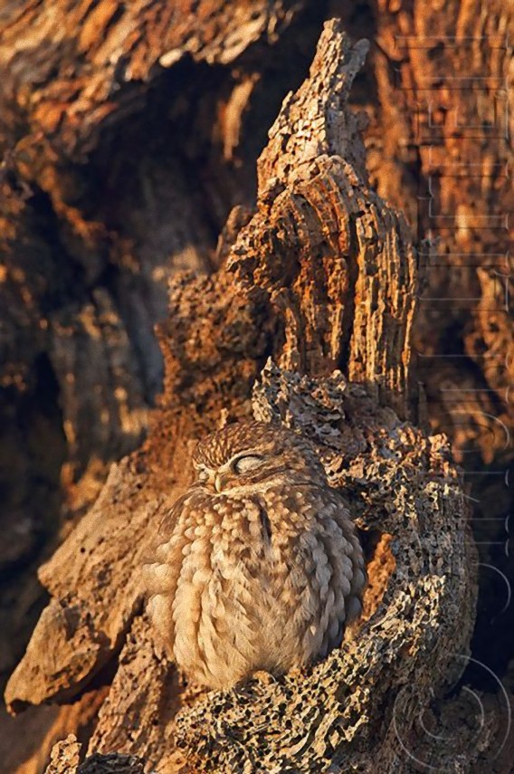 camouflaged_owls_12_e