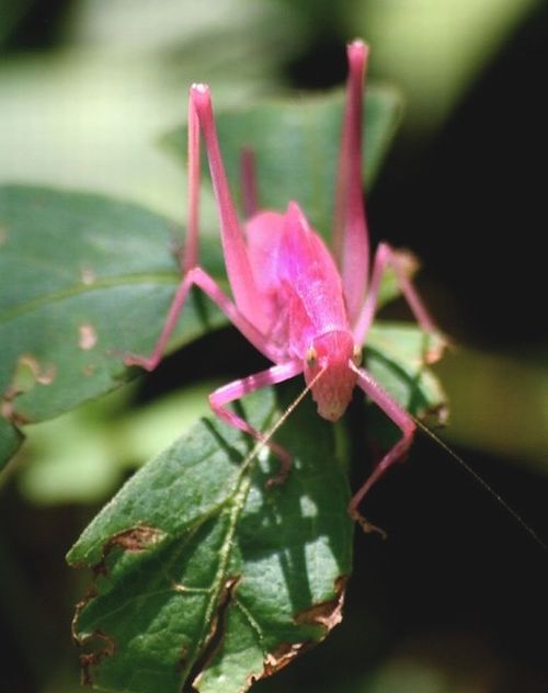very_rare_ping_katydid_01