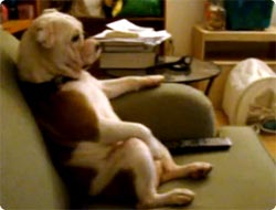 オヤジレベル最強クラス、ソファーに座りながらテレビを見るブルドッグ