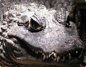 ワニすごい！イケメン・ワニの顔面アップ写真