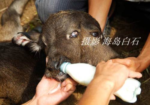 calf-005