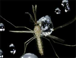 蚊が雨粒の衝撃に負けないのはなぜ？（米研究）