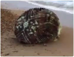 ゴジラの卵？3月4日、日本の海岸に打ち上げられた紋様の入った丸っぽい謎物体