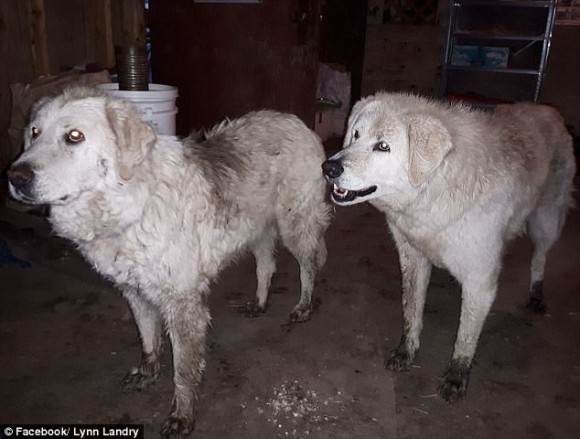 20日もの長い間、山火事から90匹の羊たちを守りぬき無事生還した2匹の牧羊犬（カナダ）