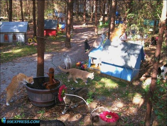 cat-rancho-23