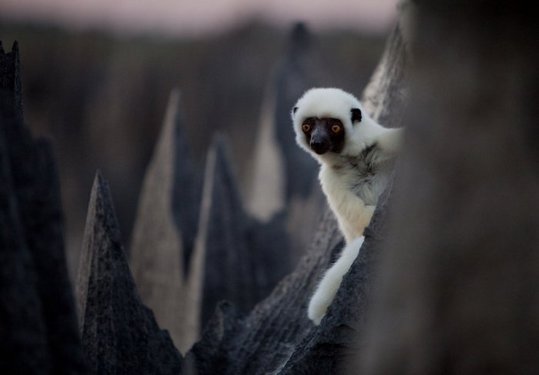 Madagascar_10