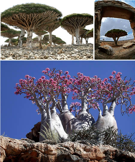 a428_socotra