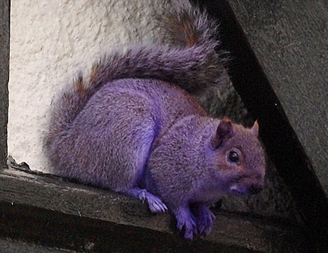 purple_animals_9x
