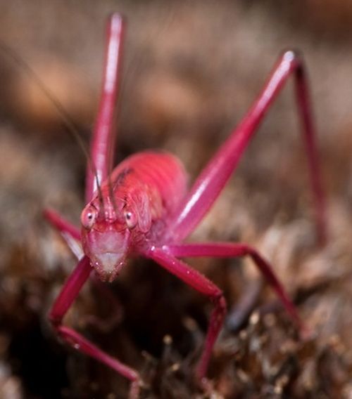 very_rare_ping_katydid_03