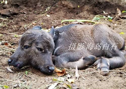 calf-013