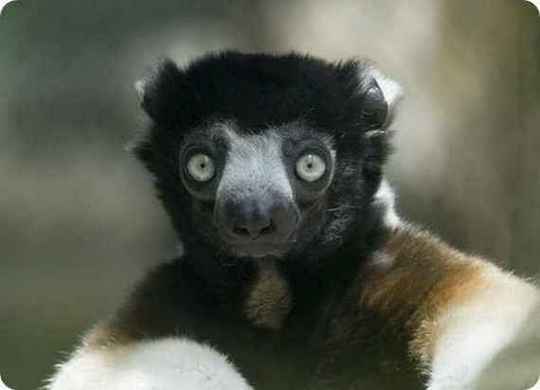odd-animals32