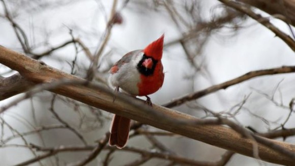 半分赤で半分白、紅白めでたい雌雄モザイクのショウジョウコウカンチョウ