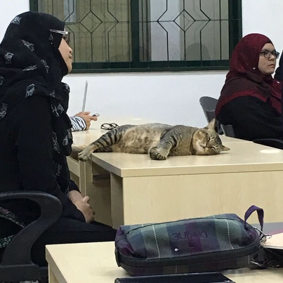 やる気満々で授業に参加、でもやっぱり居眠りは学生の基本なわけだし。大学の講義に参加する猫のいる風景（パキスタン）